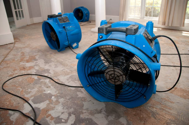 Best Ceiling water damage repair  in Lutz, FL